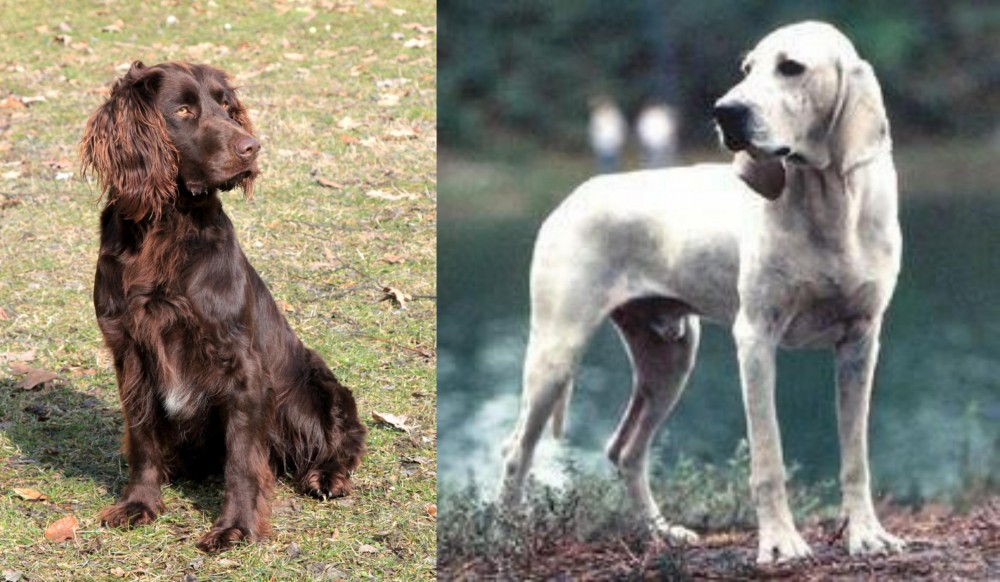 Porcelaine vs German Spaniel - Breed Comparison