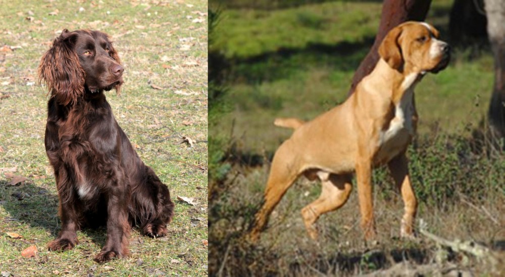 Portuguese Pointer vs German Spaniel - Breed Comparison