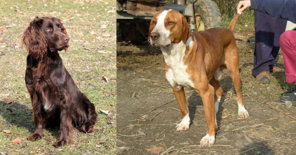 Posavac Hound vs German Spaniel - Breed Comparison