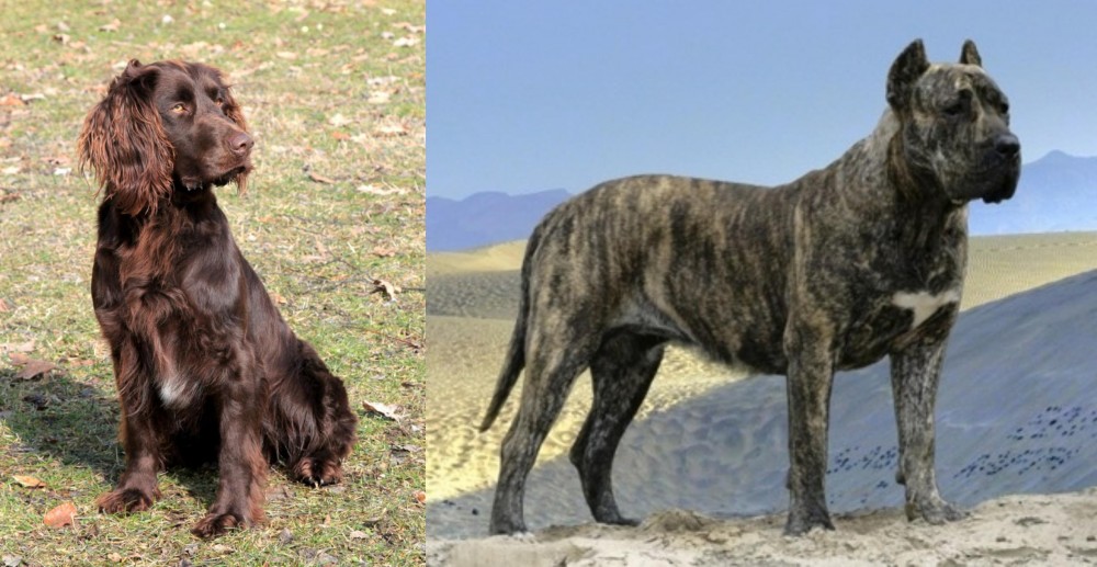 Presa Canario vs German Spaniel - Breed Comparison