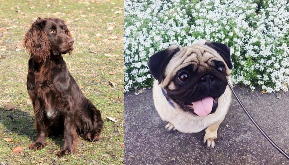 Pug vs German Spaniel - Breed Comparison