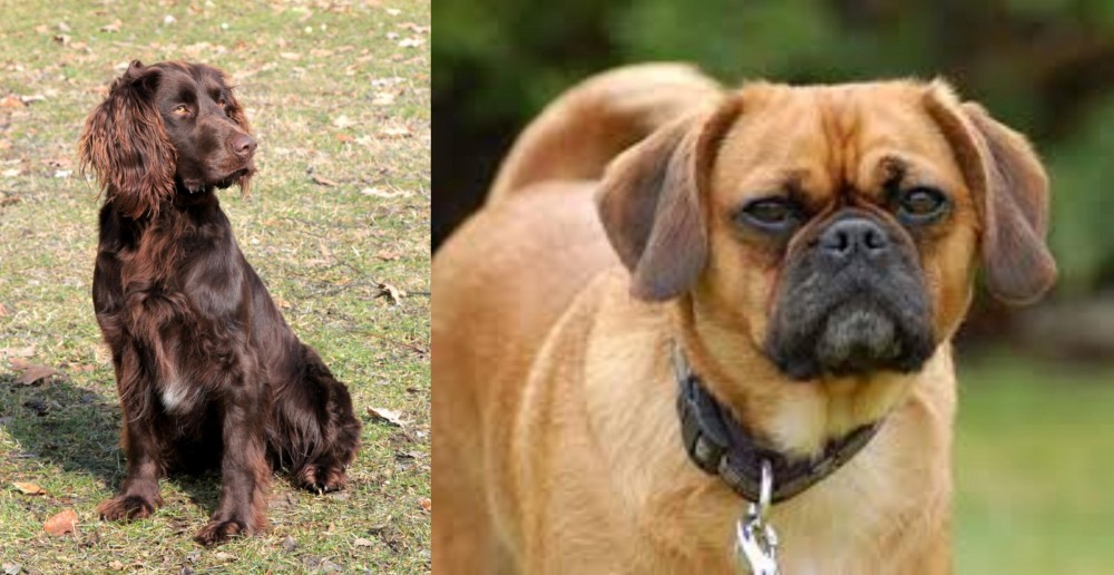 Pugalier vs German Spaniel - Breed Comparison
