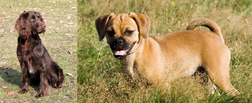 Puggle vs German Spaniel - Breed Comparison