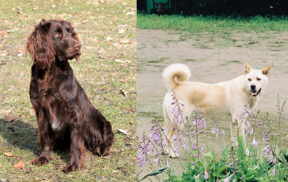Pungsan Dog vs German Spaniel - Breed Comparison