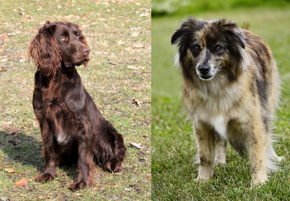 Pyrenean Shepherd vs German Spaniel - Breed Comparison