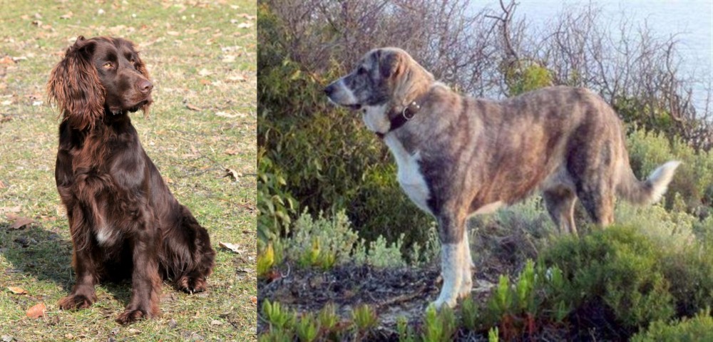 Rafeiro do Alentejo vs German Spaniel - Breed Comparison