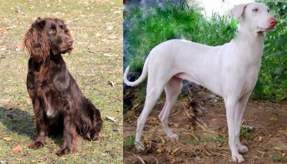 Rajapalayam vs German Spaniel - Breed Comparison