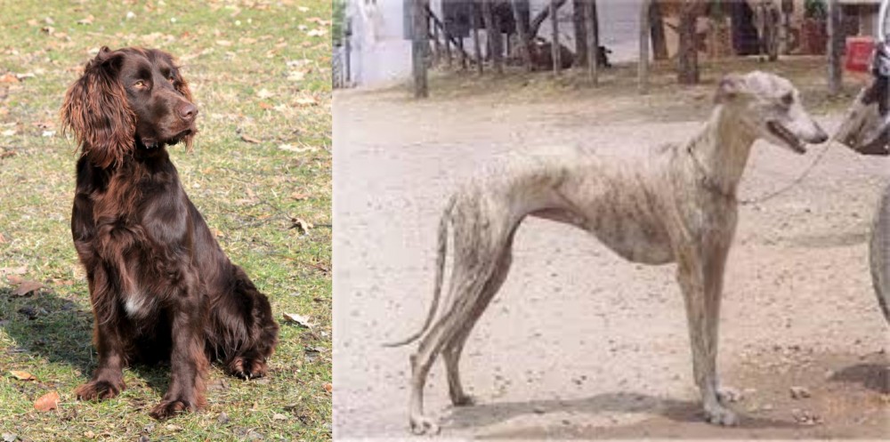 Rampur Greyhound vs German Spaniel - Breed Comparison