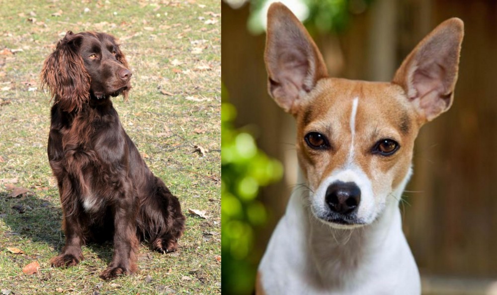 Rat Terrier vs German Spaniel - Breed Comparison