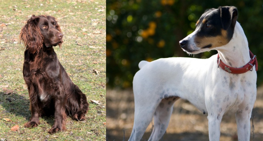Ratonero Bodeguero Andaluz vs German Spaniel - Breed Comparison