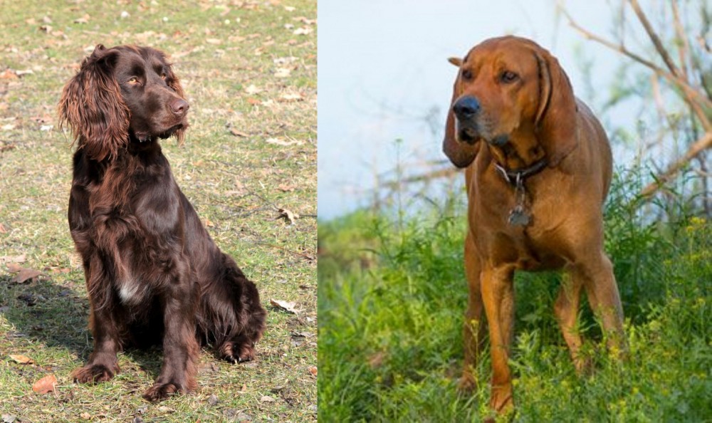 Redbone Coonhound vs German Spaniel - Breed Comparison