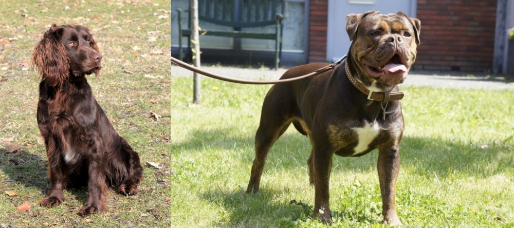 Renascence Bulldogge vs German Spaniel - Breed Comparison