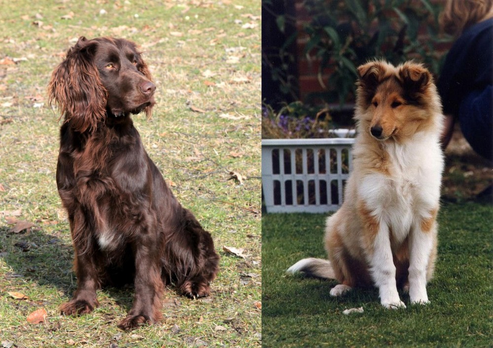 Rough Collie vs German Spaniel - Breed Comparison