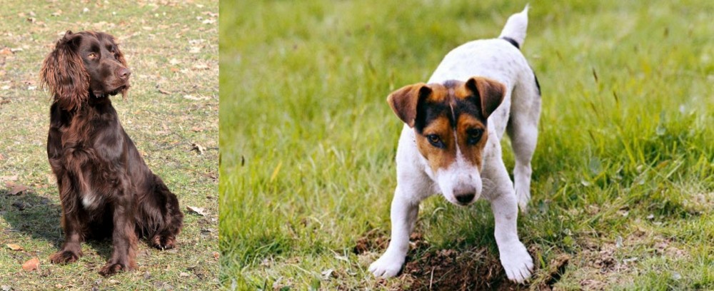 Russell Terrier vs German Spaniel - Breed Comparison