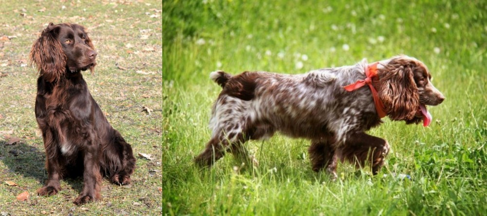 Russian Spaniel vs German Spaniel - Breed Comparison