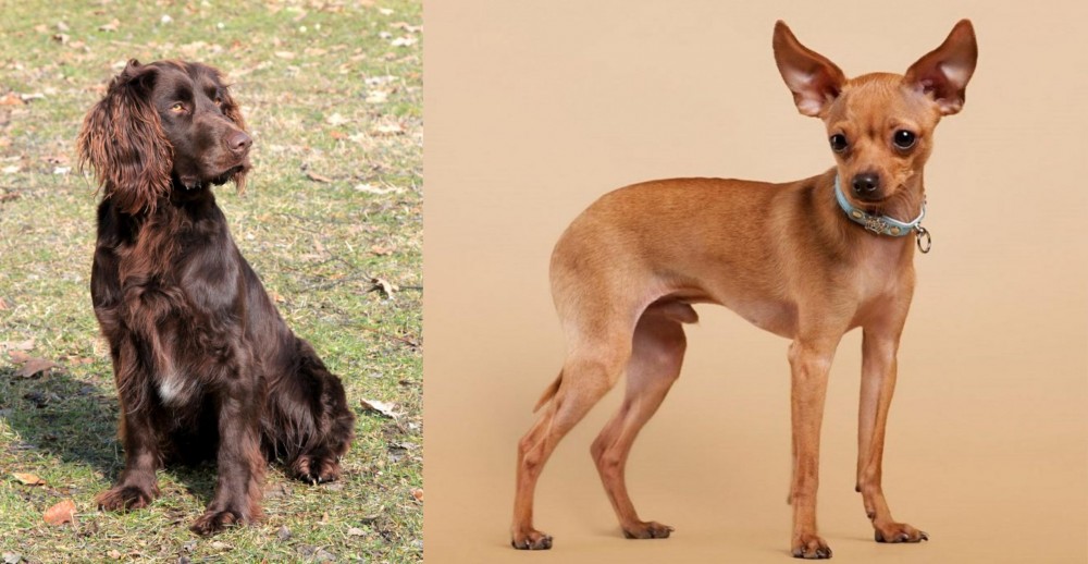 Russian Toy Terrier vs German Spaniel - Breed Comparison