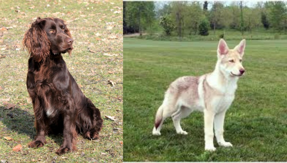 Saarlooswolfhond vs German Spaniel - Breed Comparison