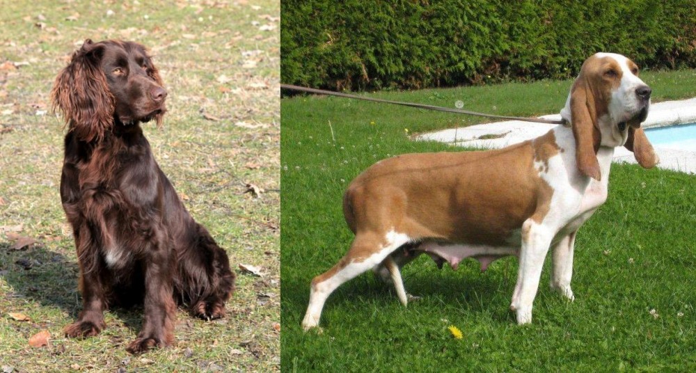 Sabueso Espanol vs German Spaniel - Breed Comparison
