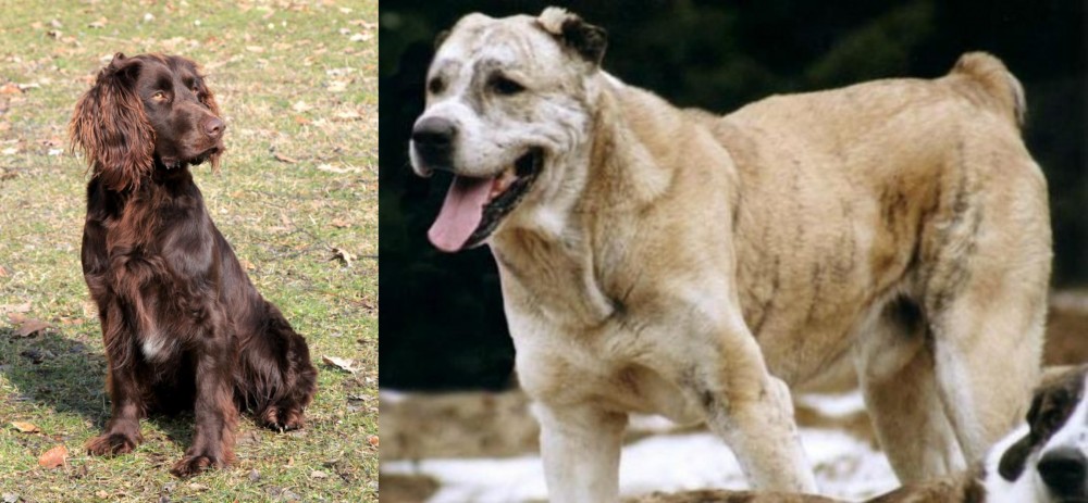 Sage Koochee vs German Spaniel - Breed Comparison