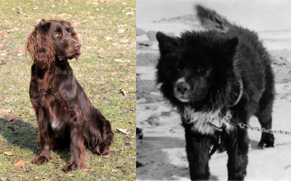 Sakhalin Husky vs German Spaniel - Breed Comparison
