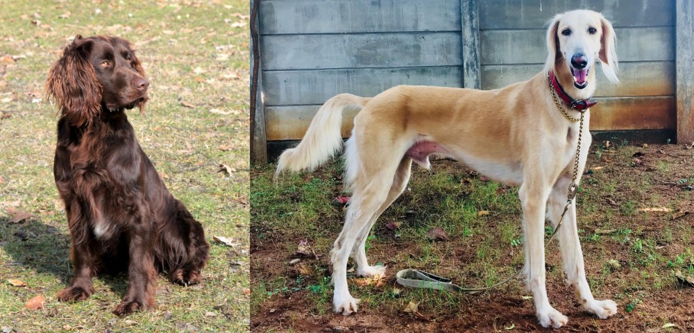 Saluki vs German Spaniel - Breed Comparison
