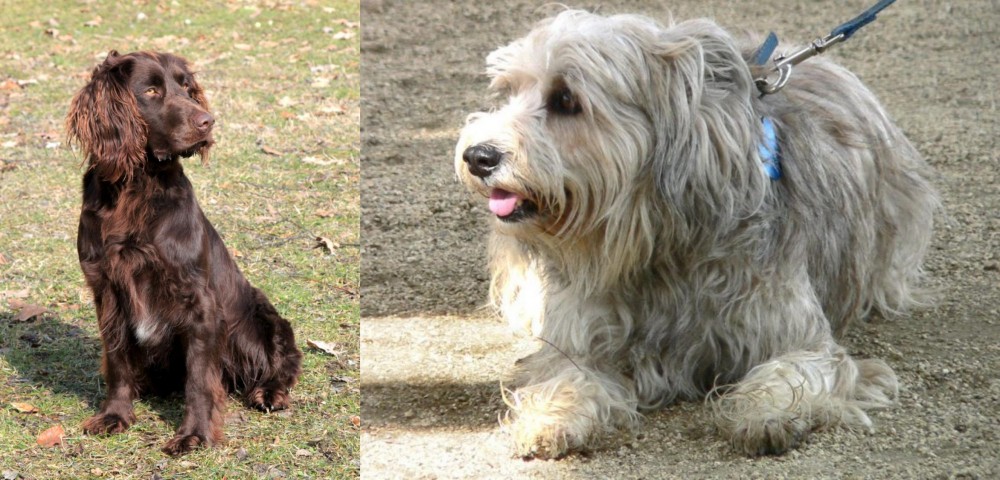 Sapsali vs German Spaniel - Breed Comparison