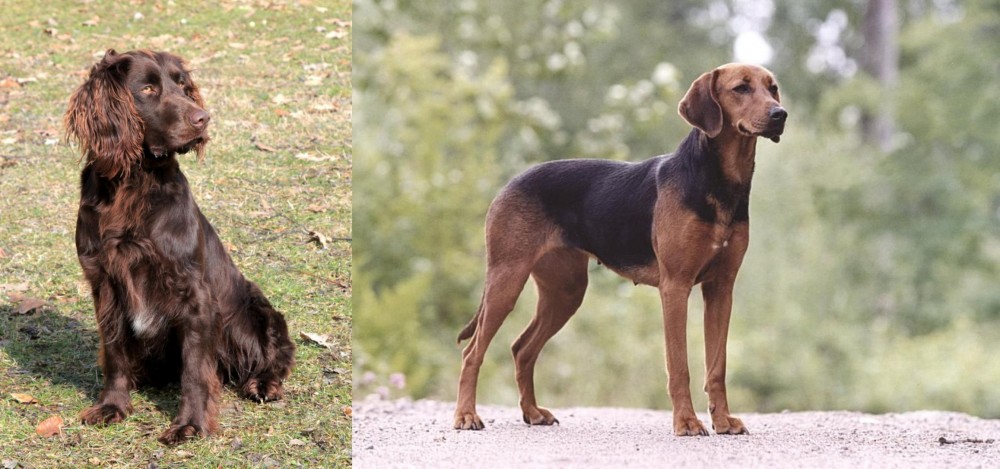 Schillerstovare vs German Spaniel - Breed Comparison