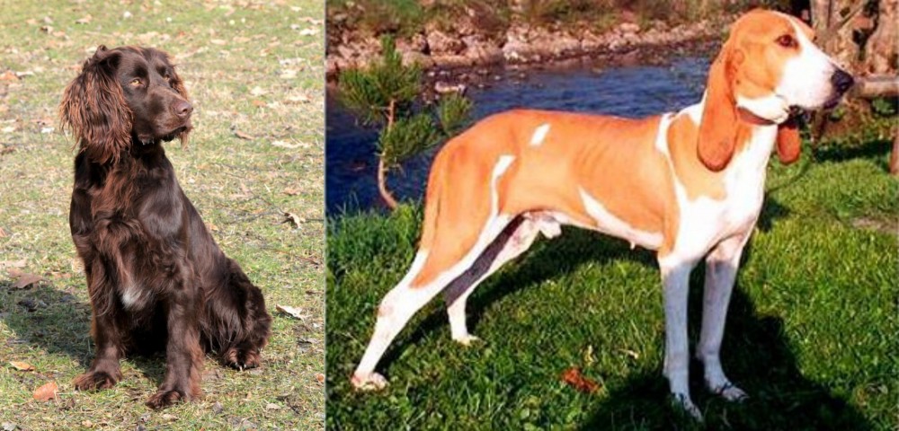 Schweizer Laufhund vs German Spaniel - Breed Comparison