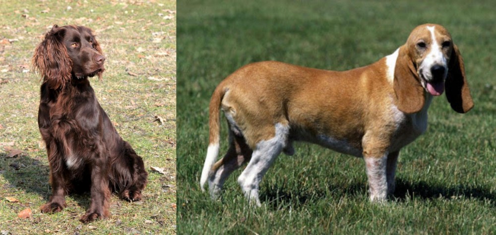 Schweizer Niederlaufhund vs German Spaniel - Breed Comparison