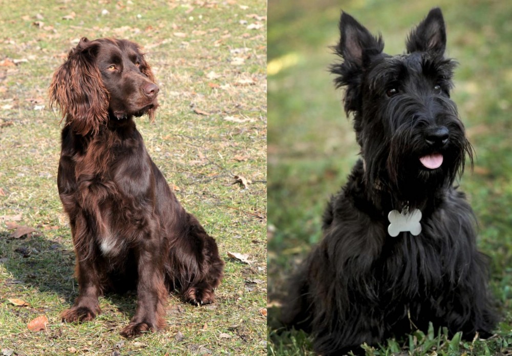 Scoland Terrier vs German Spaniel - Breed Comparison