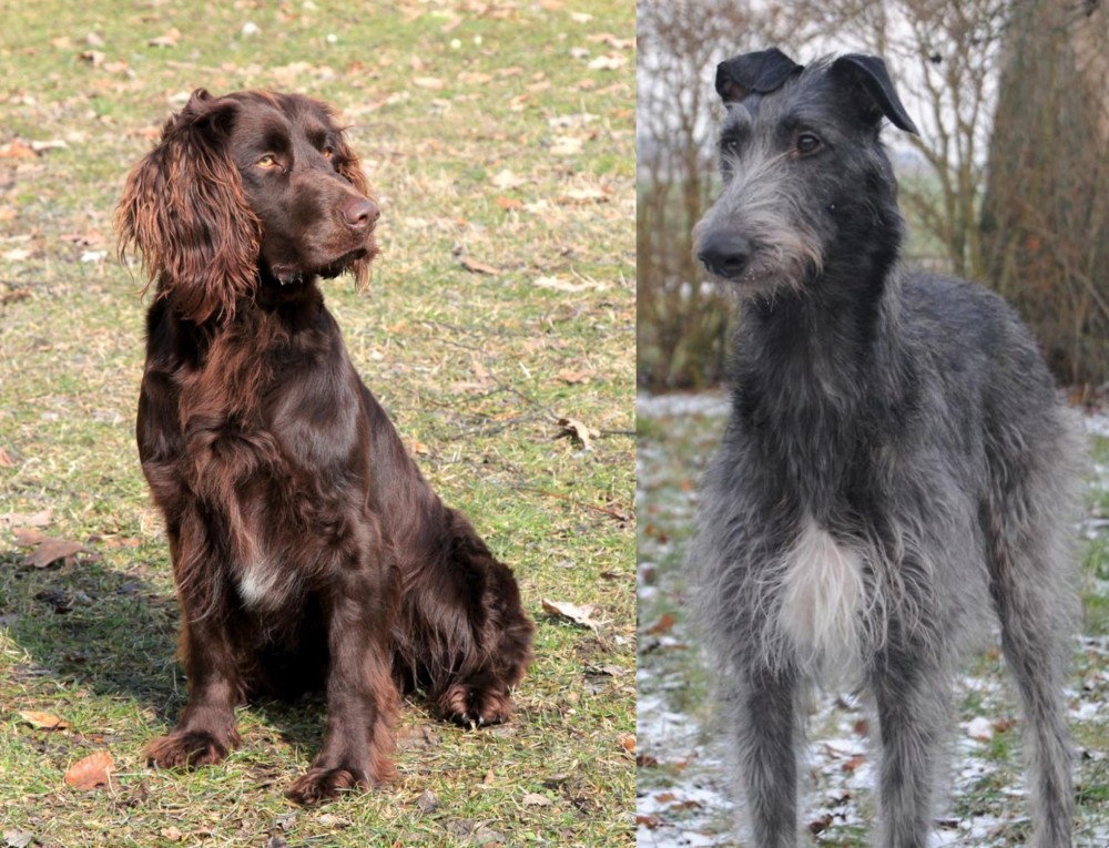 Scottish Deerhound vs German Spaniel - Breed Comparison