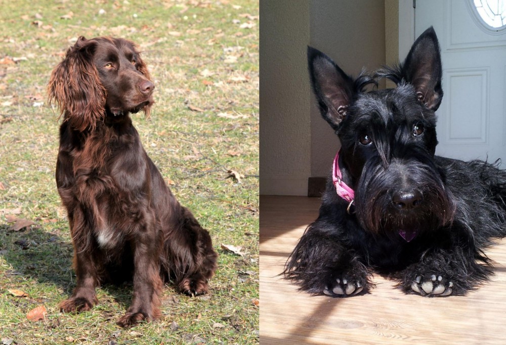 Scottish Terrier vs German Spaniel - Breed Comparison
