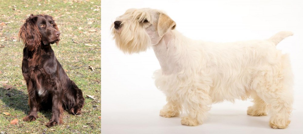 Sealyham Terrier vs German Spaniel - Breed Comparison