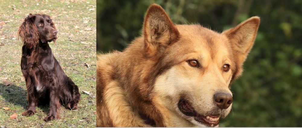 Seppala Siberian Sleddog vs German Spaniel - Breed Comparison