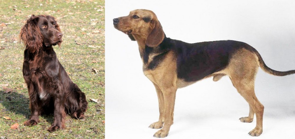 Serbian Hound vs German Spaniel - Breed Comparison