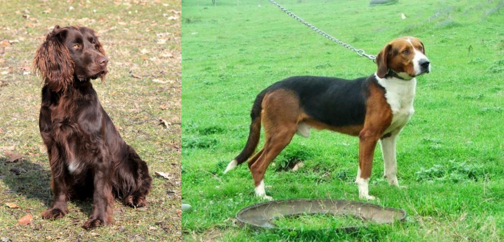 Serbian Tricolour Hound vs German Spaniel - Breed Comparison