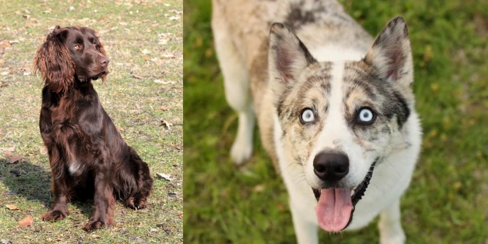 Shepherd Husky vs German Spaniel - Breed Comparison