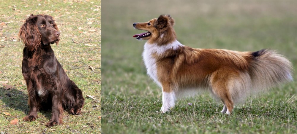 Shetland Sheepdog vs German Spaniel - Breed Comparison