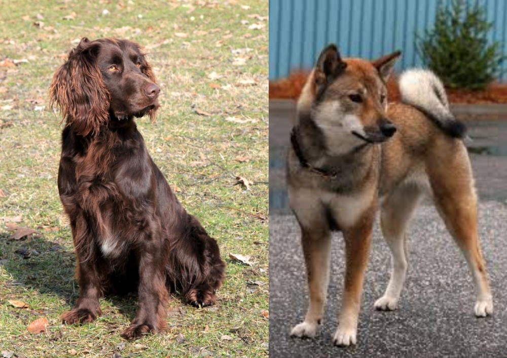 Shikoku vs German Spaniel - Breed Comparison