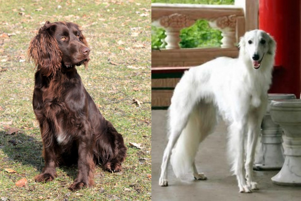 Silken Windhound vs German Spaniel - Breed Comparison