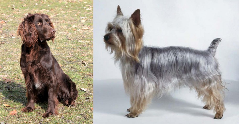 Silky Terrier vs German Spaniel - Breed Comparison