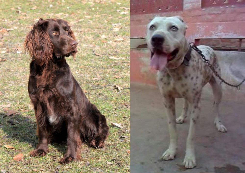 Sindh Mastiff vs German Spaniel - Breed Comparison