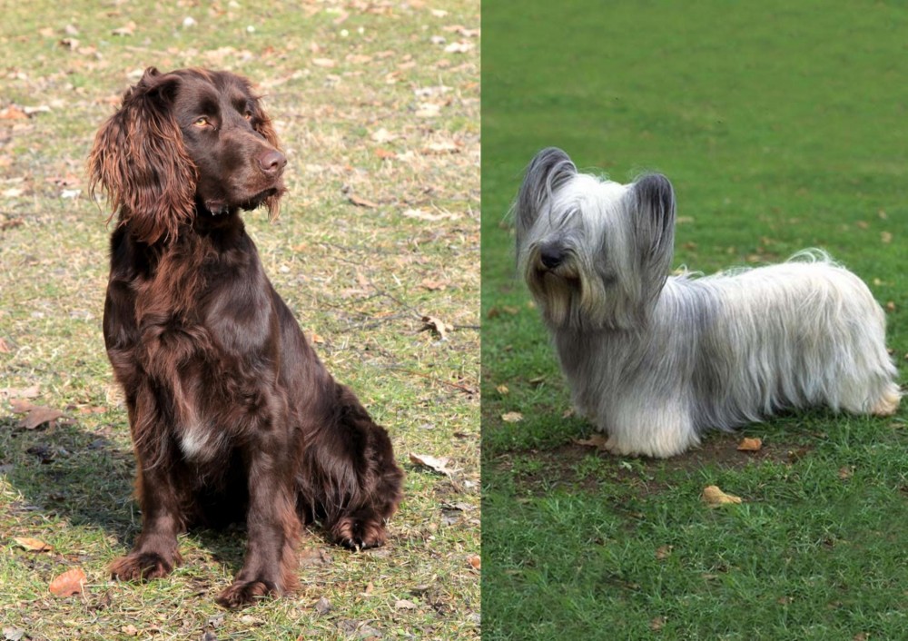 Skye Terrier vs German Spaniel - Breed Comparison