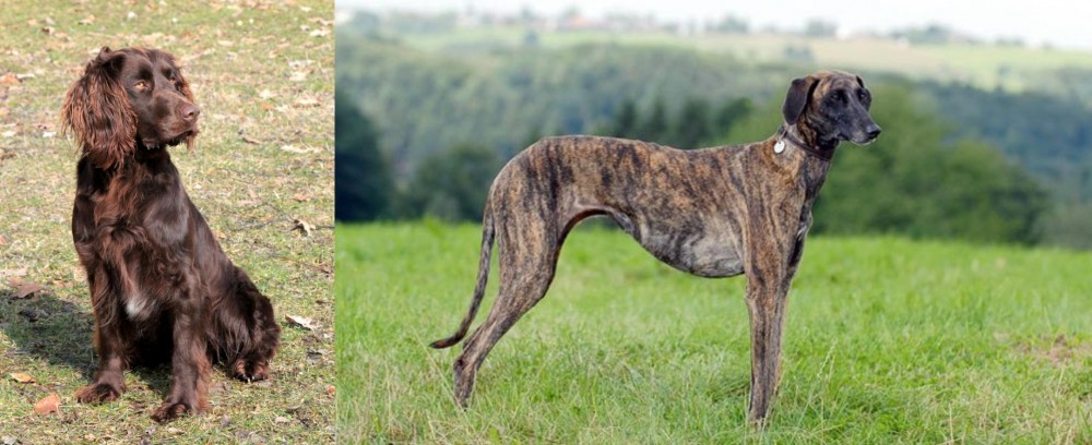 Sloughi vs German Spaniel - Breed Comparison