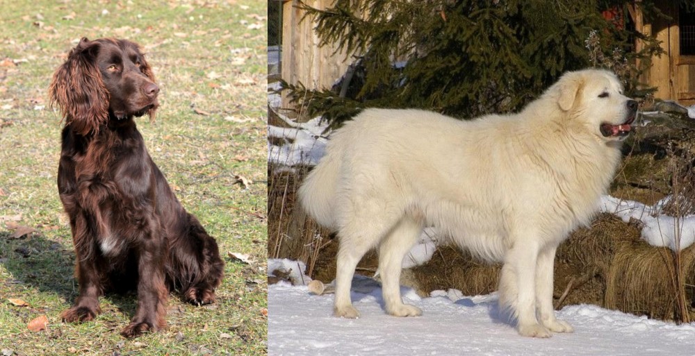 Slovak Cuvac vs German Spaniel - Breed Comparison