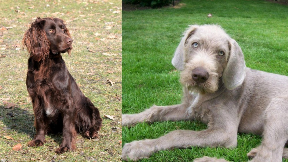 Slovakian Rough Haired Pointer vs German Spaniel - Breed Comparison
