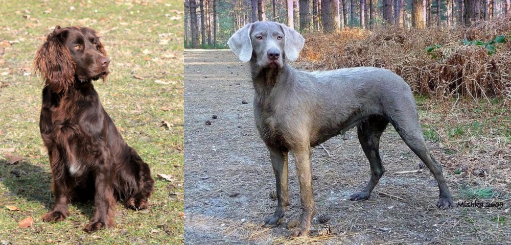 Slovensky Hrubosrsty Stavac vs German Spaniel - Breed Comparison