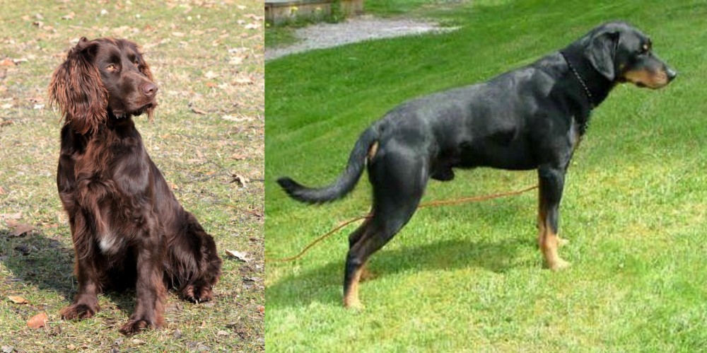 Smalandsstovare vs German Spaniel - Breed Comparison