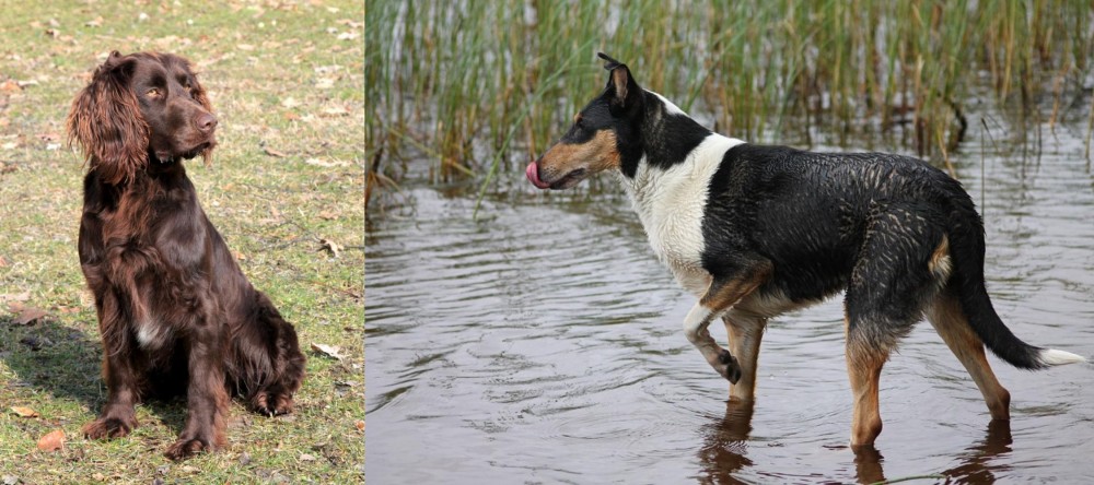 Smooth Collie vs German Spaniel - Breed Comparison