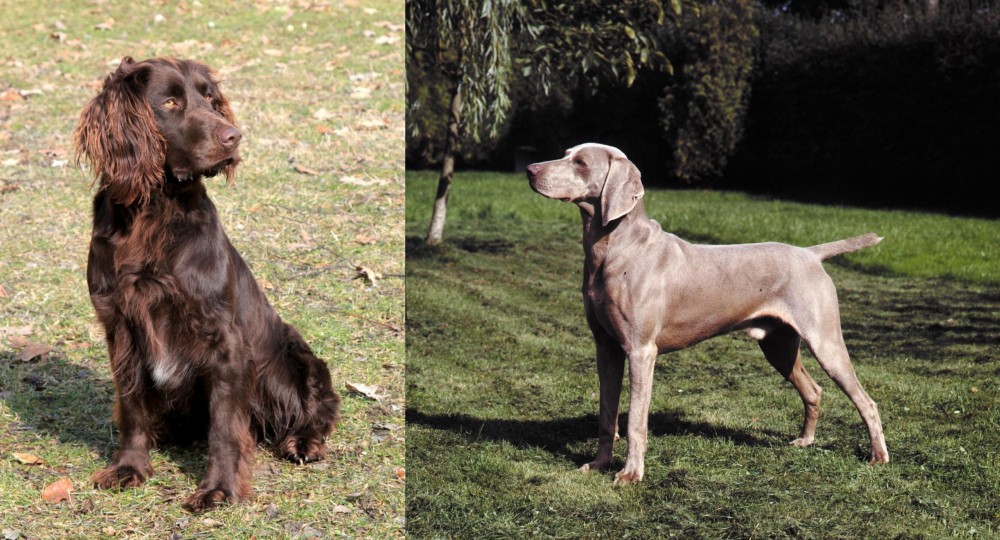 Smooth Haired Weimaraner vs German Spaniel - Breed Comparison